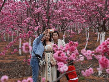 櫻花漫山，一份14年的等待
